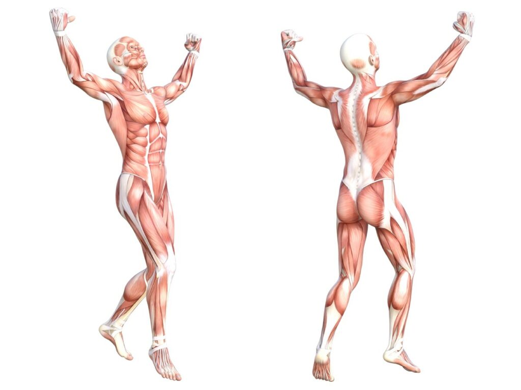 Does Jiu Jitsu build muscle? A visual representation displaying the key muscle groups activated during Jiu Jitsu training.